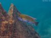 Labeotropheus trewavasae