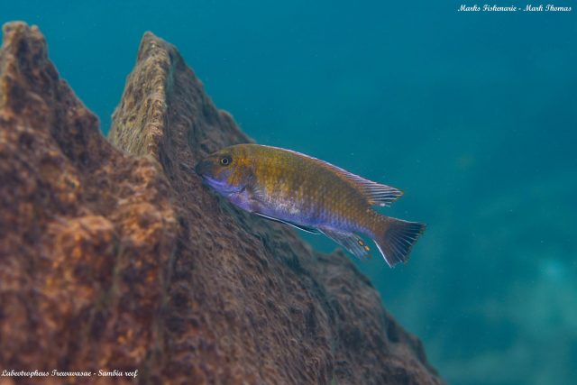 Labeotropheus trewavasae