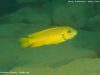 Metriaclima phaeos Undu Reef (samice)