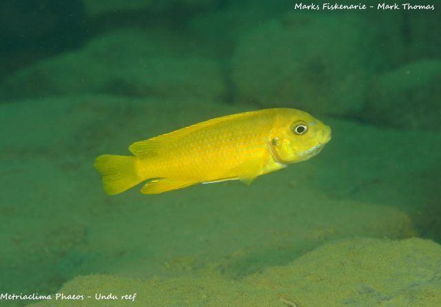 Metriaclima phaeos Undu Reef (samice)