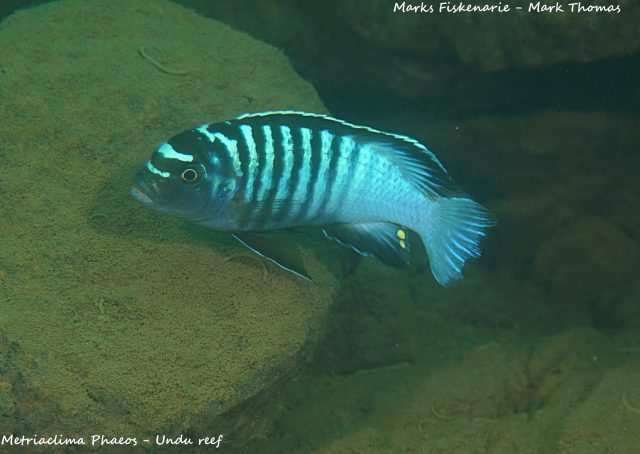Metriaclima phaeos