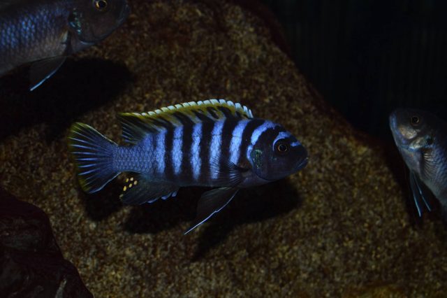 Cynotilapia zebroides