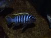 Cynotilapia zebroides