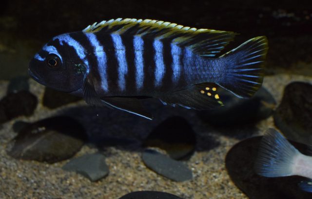 Cynotilapia zebroides Likoma Island (samec)