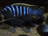 Cynotilapia zebroides Likoma Island (samec)
