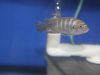 Cynotilapia zebroides Likoma Island (samice)