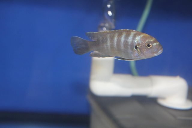 Cynotilapia zebroides Likoma Island (samice)