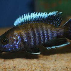 Aulonocara sp. ‚walteri‘