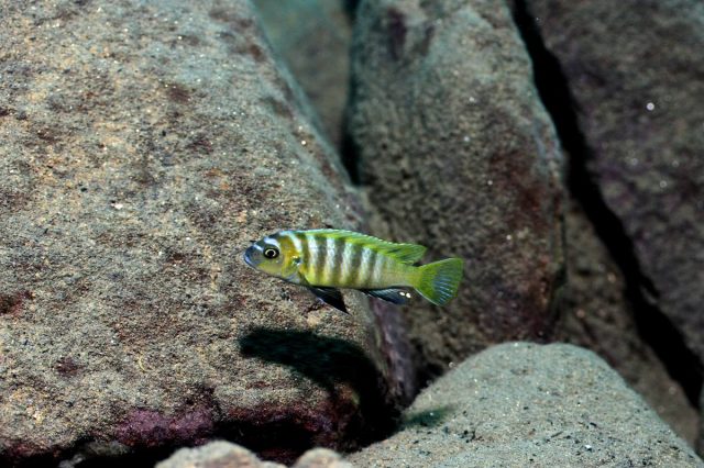 Cynotilapia sp. 'lion' Border (samec)
