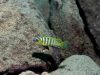 Cynotilapia sp. 'lion' Border (samec)