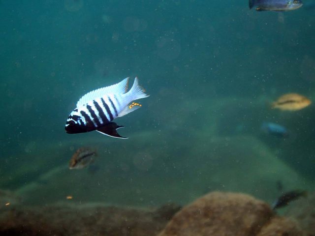 Metriaclima zebra (15)