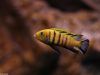 Cynotilapia sp. 'lion' Sanga (samec)