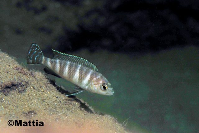 Pseudotropheus sp. 'dwarf nkhata' 
