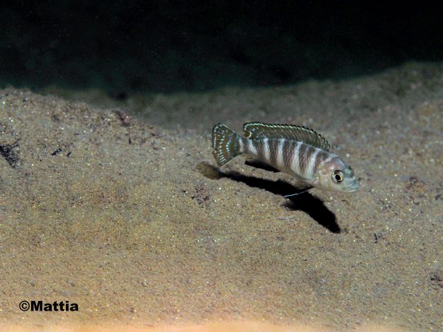 Pseudotropheus sp. 'dwarf nkhata' 