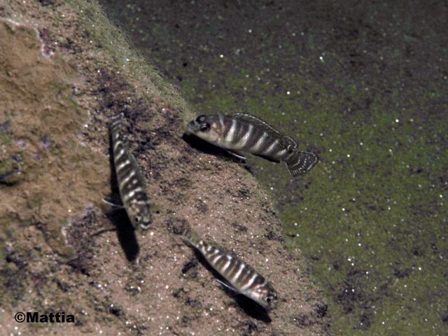 Pseudotropheus sp. 'dwarf nkhata' 
