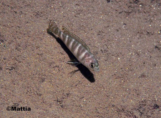 Pseudotropheus sp. 'dwarf nkhata' 