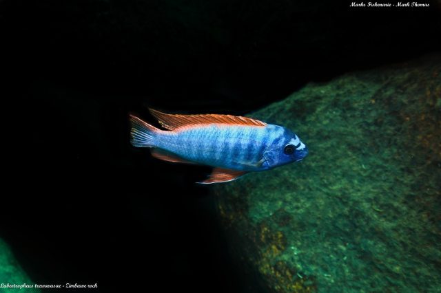 Labeotropheus trewavasae (samec)