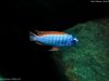 Labeotropheus trewavasae (samec)