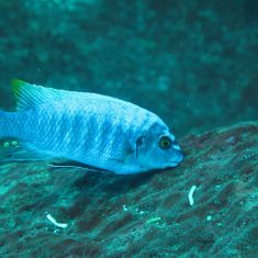 Labeotropheus fuelleborni (8)