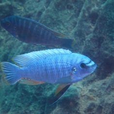 Labeotropheus fuelleborni (6)
