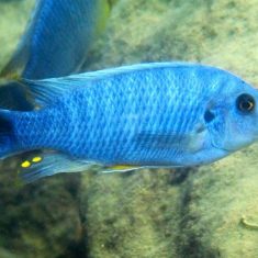 Labeotropheus fuelleborni (5)