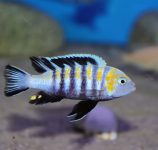 Cynotilapia zebroides