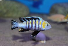 Cynotilapia zebroides