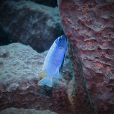Labeotropheus trewavasae