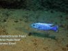 Sciaenochromis fryeri Three Peaks Reef (samec)