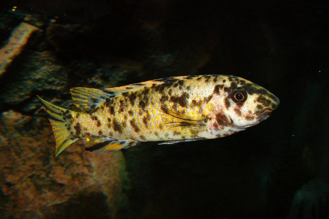 Labeotropheus trewavasae Manda (OB samice)