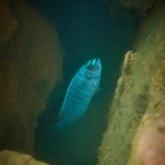 Labeotropheus fuelleborni (17)
