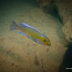 Labeotropheus trewavasae