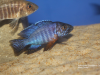 Aulonocara stuartgranti Cobwe (samec)