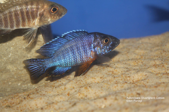 Aulonocara stuartgranti Cobwe (samec)