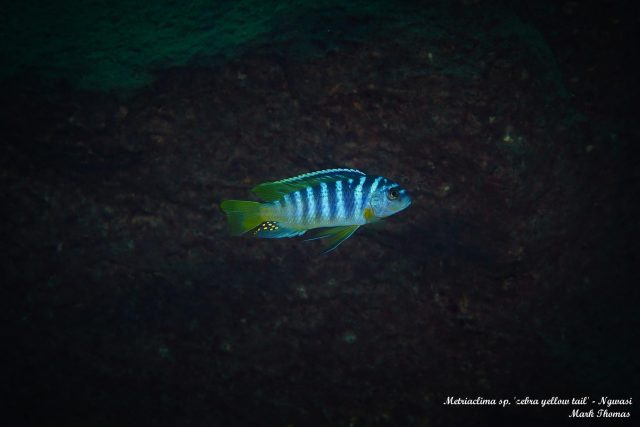 Metriaclima sp. &#8218;zebra&#8216;