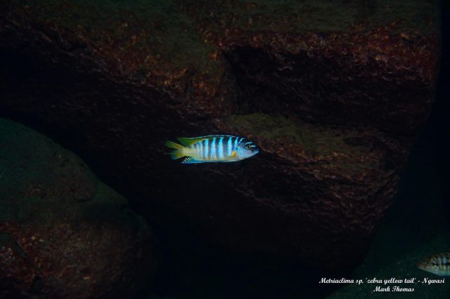 Metriaclima sp. 'zebra yellow tail' Ngwazi