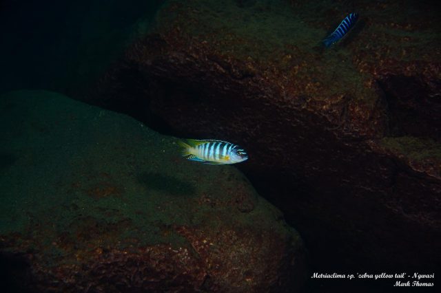 Metriaclima sp. 'zebra yellow tail' Ngwazi
