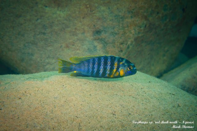 Tropheops sp. ,red cheek north&#8216;