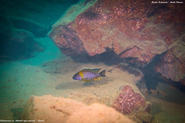 Aulonocara sp. ‚chitande type&#8216;