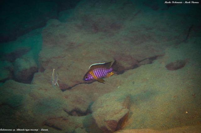 Aulonocara sp. ‚chitande type masinje‘ Liwani