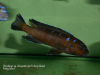 Chindongo sp. ,elongatus spot‘