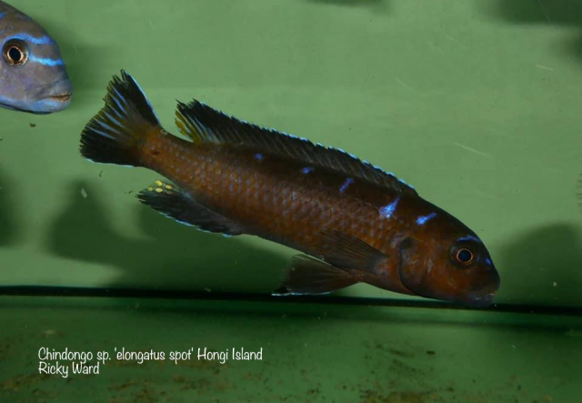 Chindongo sp. ,elongatus spot&#8216;