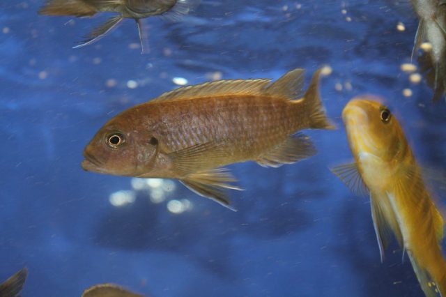 Metriaclima sp. 'zebra gold' Lion’s Cove (samice)