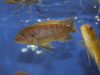 Metriaclima sp. 'zebra gold' Lion’s Cove (samice)