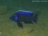 Copadichromis sp. ,kawanga‘