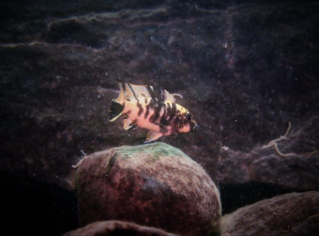 Metriaclima zebra Masinje (OB samice)