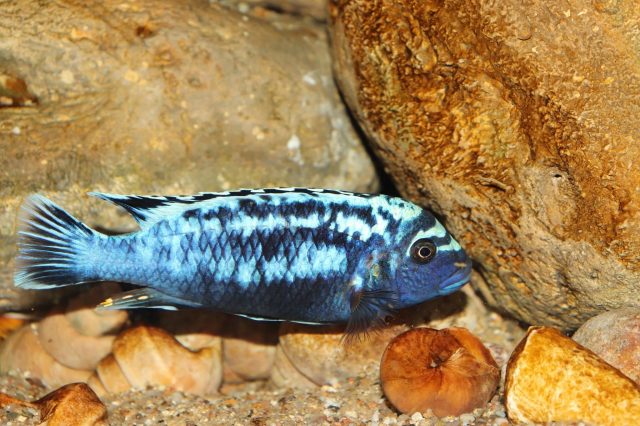 Metriaclima sp. 'msobo' Magunga 