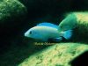 Labidochromis pallidus