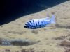 Metriaclima zebra Mitande (MC samec)