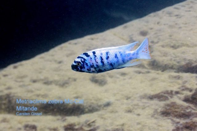 Metriaclima zebra Mitande (MC samec)